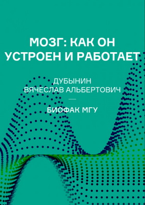 Мозг: как он устроен и работает